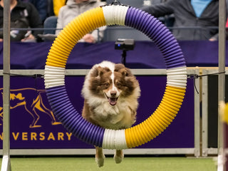 A brown and white dog jumps through a large flexible agility hoop with purple, yellow, and white sections in an indoor dog show arena.