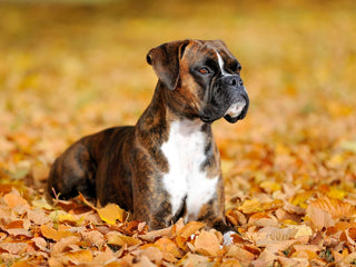 Mast Cell Tumors in Dogs