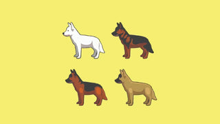 illustration of four dogs with different coat colors