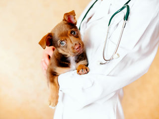 Planning The First Vet Appointment For Your Puppy