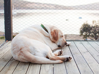 Can Dogs Get Sunburns?