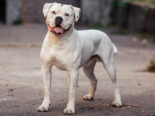 Canine Ichthyosis: What Can Genetic Testing Tell Us?