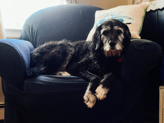 Caring for Your Senior Dog