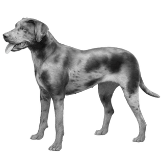 All Splotch, No Catahoula