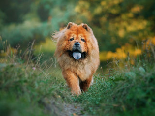 Why Do So Many Dogs Have Chow Chow Ancestry?