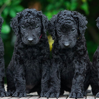 Dog Breeding Guided by Small Genetic Panels Can Reduce Genetic Diversity