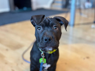 black apbt puppy named bamm-bamm who was tested with embark