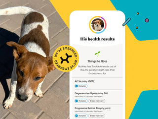 photo of a dog named buckley next to his genetic health test results from embark showing three notable health conditions - ALT activity, degenerative myelopathy, and progressive retinal atrophy
