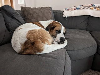 white, brown, and black dog named goudacris curled up and taking a nap on the couch