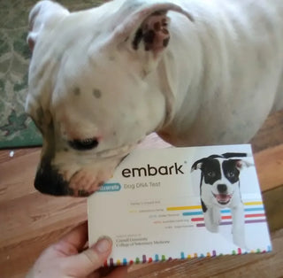 a service dog named gracie with an embark dog dna test