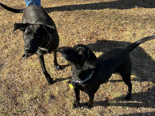 Murphy and Mama Dog Maggie Reunite