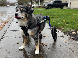an australian shepherd mix named margie on her new wheel chair
