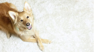 a fluffy yellow dog named milo laying down on a white carpet with paws crossed