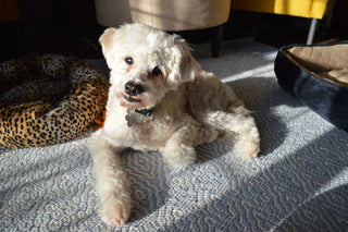 white fluffy dog laying down