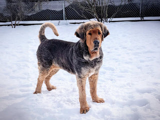 sprout, a tibetan mastiff, standing outside in snow
