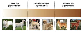 A horizontal color gradient labeled 'Dilute red pigmentation' through 'Intermediate red pigmentation' and 'Intense red pigmentation,' with small dog photos along the bottom showing examples of red coat tones.