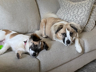Embark Test Reveals Diego and Companion Dixie Are Siblings