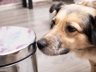 Dietary Indiscretion in Dogs