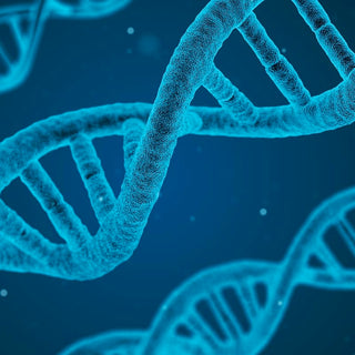 Science Corner: Genetics 101
