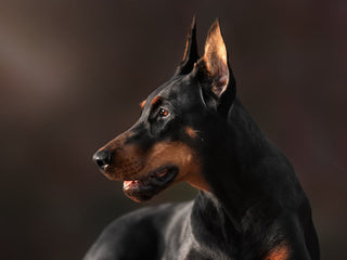 Patterns of Inbreeding and Overlap with Recessive Disease Genotypes in Dogs