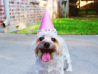Calculating Dog Age in Human Years