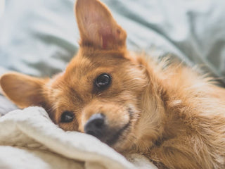 How to Puppy-Proof Your House