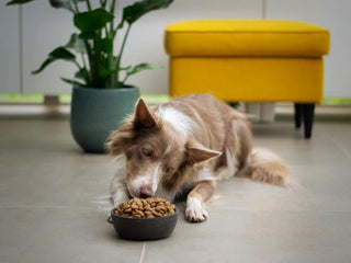 a brown and white dog eating a bowl of kibbles