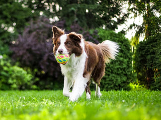 Which Dogs Get The Most Exercise?