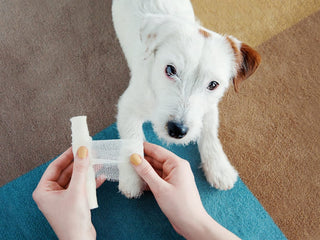 Dog First Aid and Preparing for Emergencies