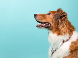 Dog Genetics 101