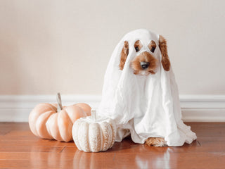 Is Your Dog’s Behavior More “Trick” or “Treat”?