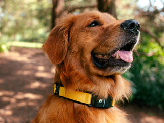 9 Ways To Use a Dog GPS Tracker To Manage Your Dog’s Health