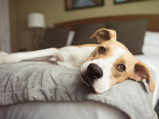 Dog Gut Health Explained