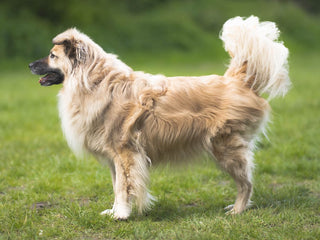 All About Body Condition Score in Dogs