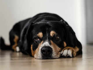 What To Do If Your Dog Has Diarrhea