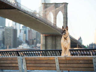 Top Dog-Friendly Locations and Events in New York City