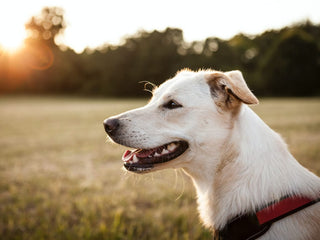 Complex Disease and Phenotype Mapping in Dogs