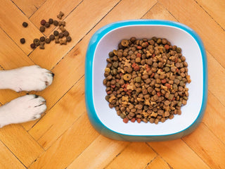 8 Tips for Feeding Your Dog A Healthy Diet