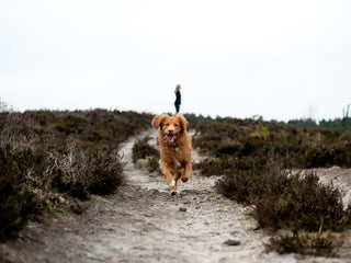 The Many Benefits of Exercise for Dogs