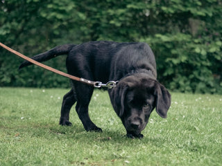 What Your Dog’s Poop Can Tell You