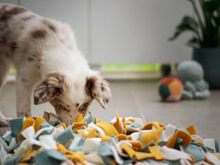 7 Ways to Provide Mental Stimulation for Dogs