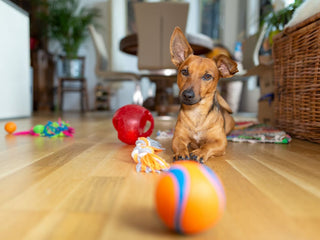 Dog Toy Safety Tips