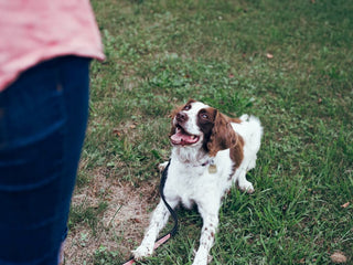 How to Teach a Dog to Stay
