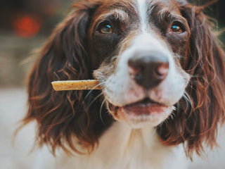 Probiotics, Prebiotics, and Other Gut Health Supplements for Dogs