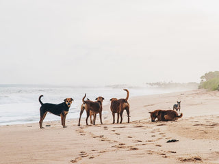 Dogs May Have Originated in Central Asia