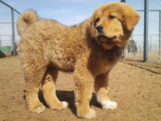How 1 Dog Project is Saving the Mongolian Grassland Steppes