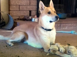 Dog Saves Woman’s Life After She Recovers from Horrific Home Invasion