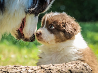 A Guide to Australian Shepherds