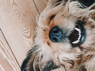 How to Tell the Age of a Puppy Using Their Teeth