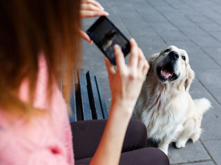 10 Tricks for Taking the Best Photos of your Dog